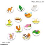 هوش چین ارتباطی حیوانات زاغک - Image 8