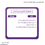 کارت های ببین و بخوان اعضای بدن انسان 6