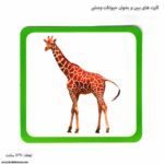 کارت های ببین و بخوان حیوانات وحشی 3