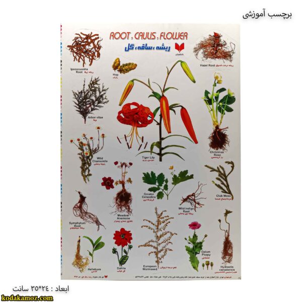 برچسب آموزشی ریشه ، ساقه ، گل