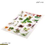 برچسب آموزشی ریشه ، ساقه ، گل کج (2)