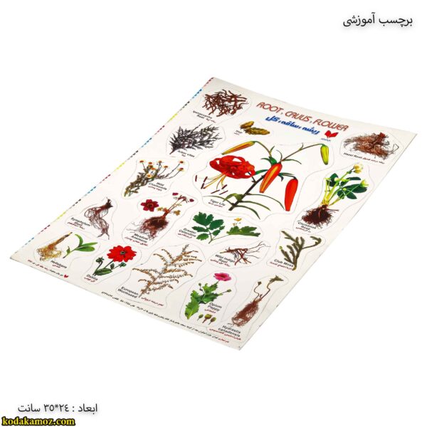 برچسب آموزشی ریشه ، ساقه ، گل کج