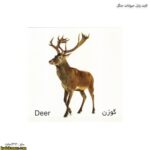 حیوانات جنگل 6