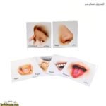 کارت پازل اعضای بدن