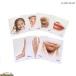 کارت پازل اعضای بدن 2